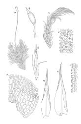 Image: R.C. Wagstaff © Landcare Research 2018 